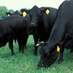 Photo of three black cows with yellow tags in their ears