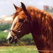 Headshot picture of brown horse
