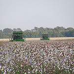 two cotton pickers harvesting cotton