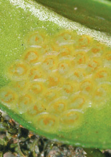 Egg Cluster on Leaf