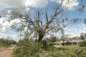 Tree with 50% of damaged crown | Disaster Recovery | Environment & Nature | Arkansas Extension
