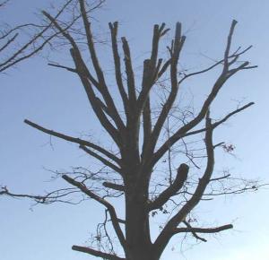 Tree with top cut out | Disaster Recovery | Environment & Nature | Arkansas Extension