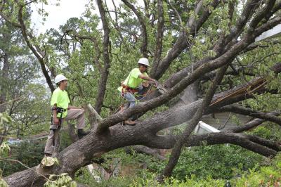 Arborists with safety ropes cutting down tree | Storm Damage | Disaster Recovery | Environment & Nature | Arkansas Extension