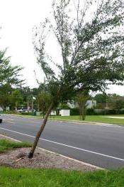 Young tree leaning from storm damage | Disaster Recovery | Environment & Nature | Arkansas Extension