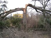 Tree with split trunk | Disaster Recovery | Environment & Nature | Arkansas Extension