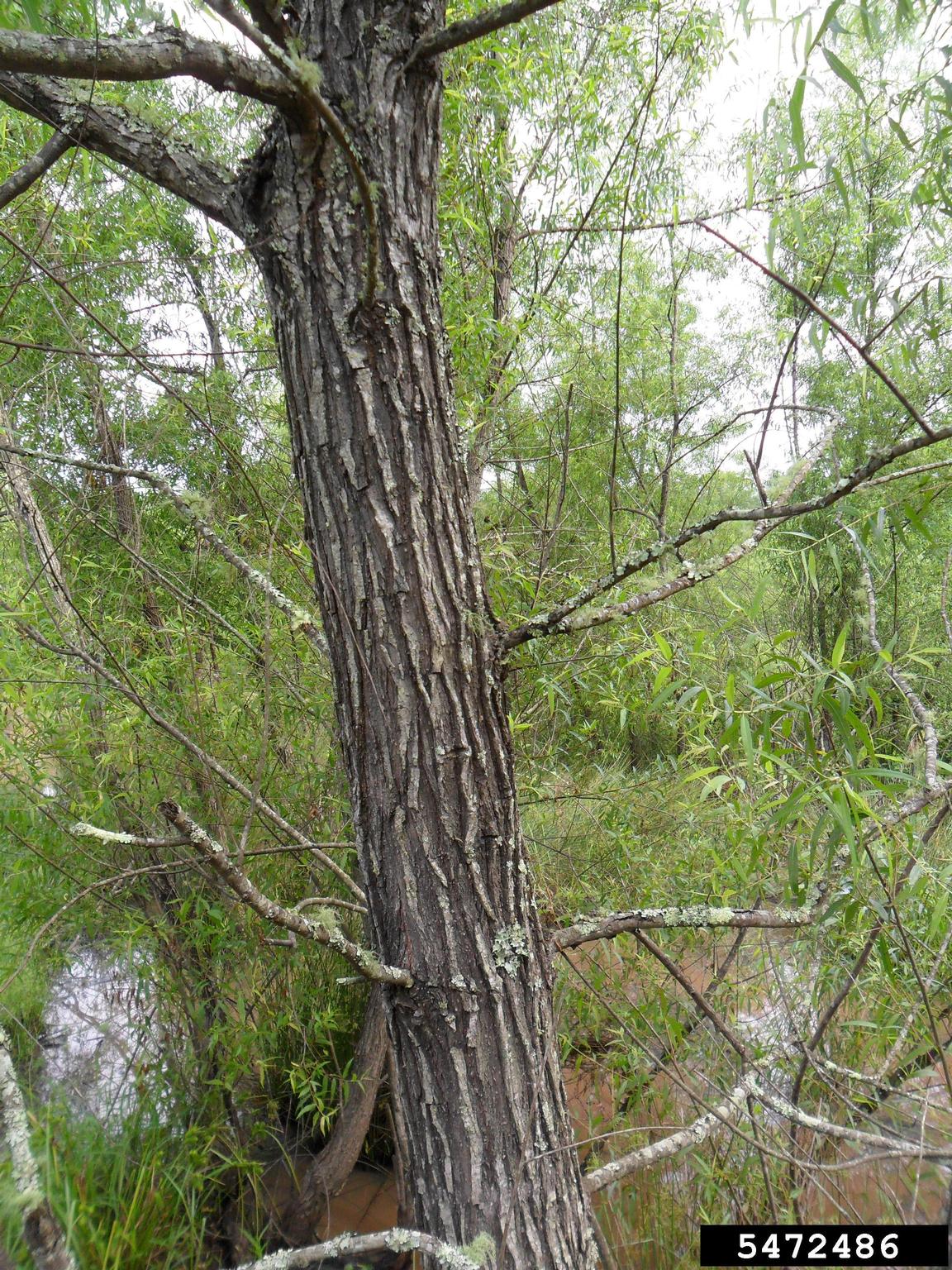 picture of a blackwillow tree