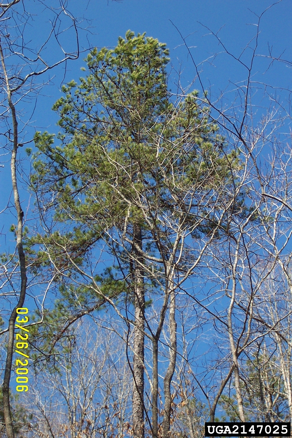 picture of a shortleaf pine tree