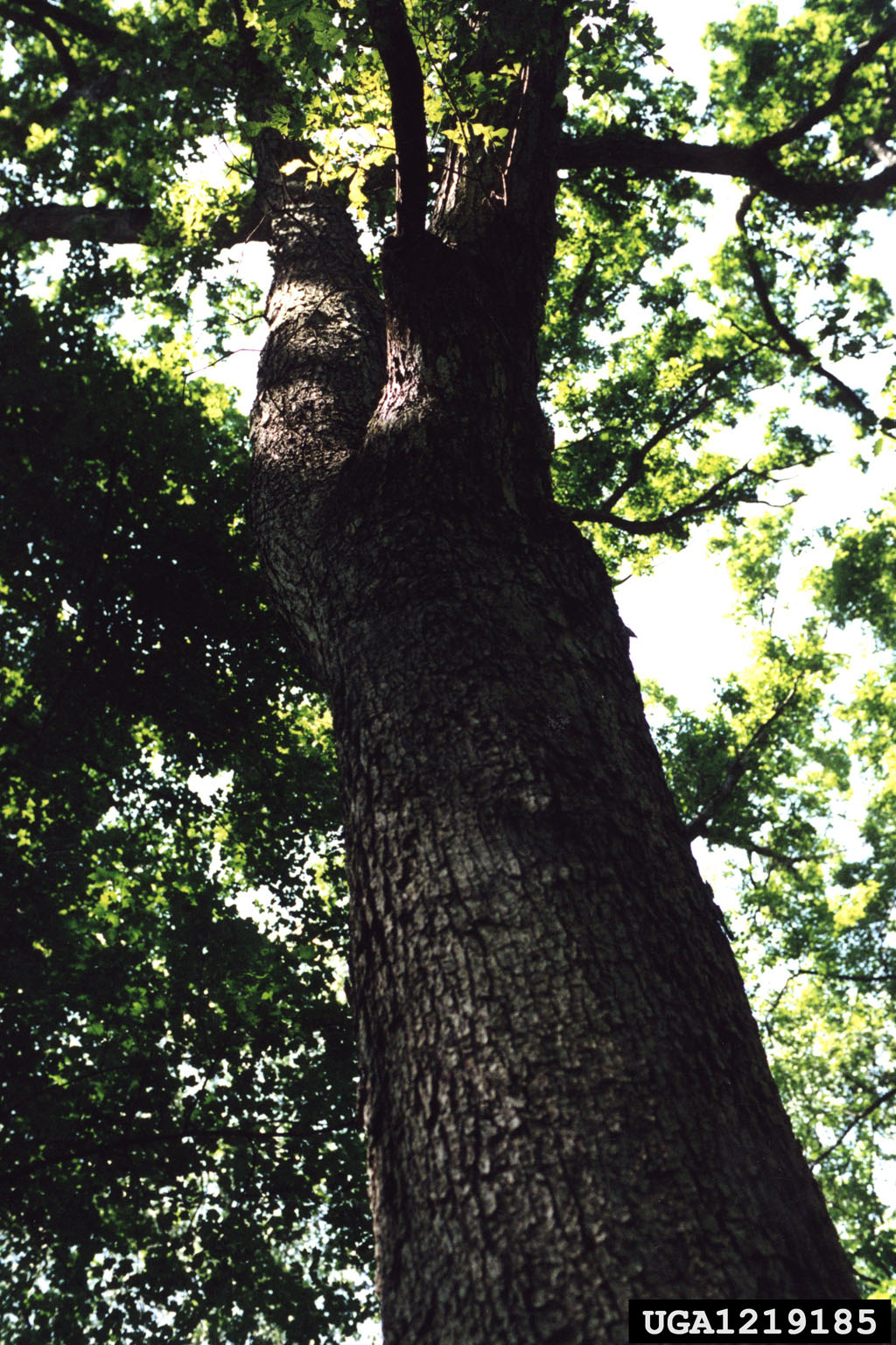 picture of a large green white oak tree
