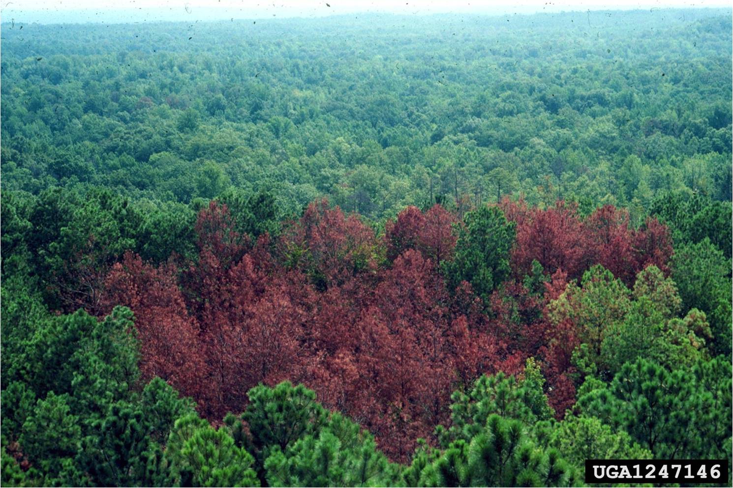 Photo of a dead area of pines from an aerial view