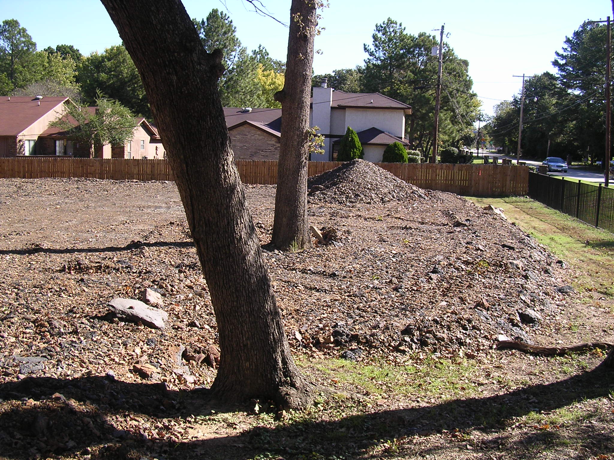 Trees with dirt piled at the base