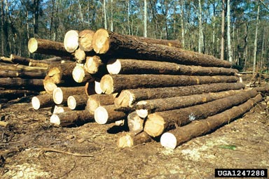 Pile of logs awaiting transport