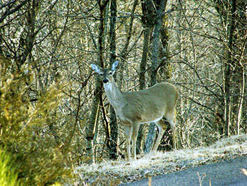 picture of a white-tailed deer on the edge of the woods