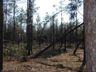 Ice damage in pine woodland