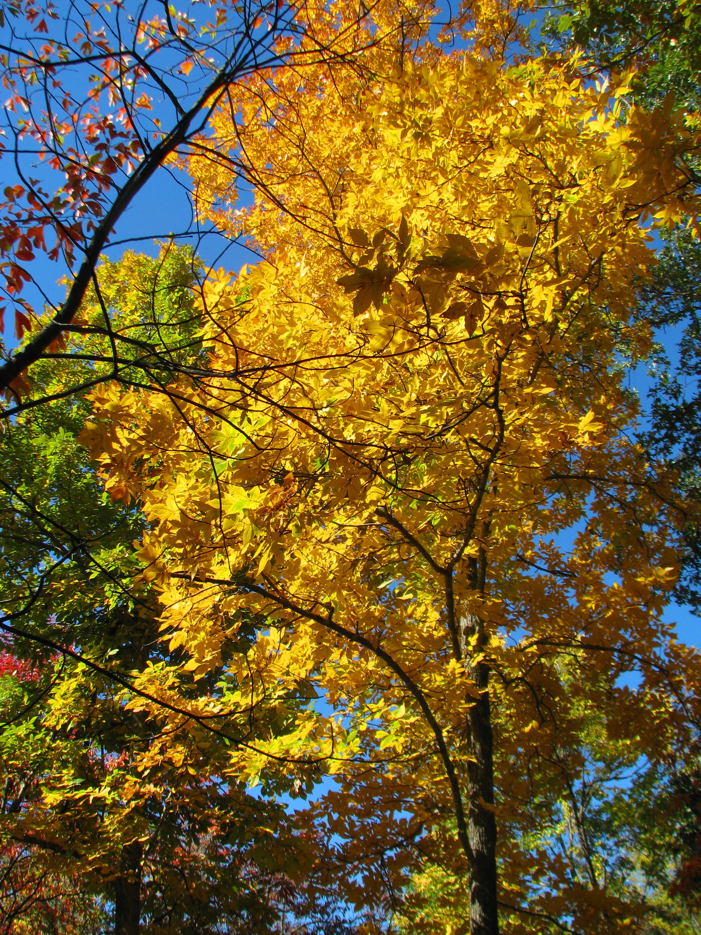 Picture of a hickory tree with yellow leaves