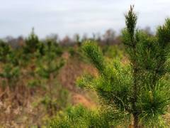 Shortleaf Pine Planting