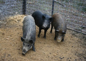 Three feral hogs in a pen