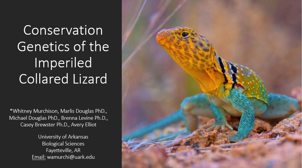 Image of a collared lizard in yellow and blue colors with the title of the presentation