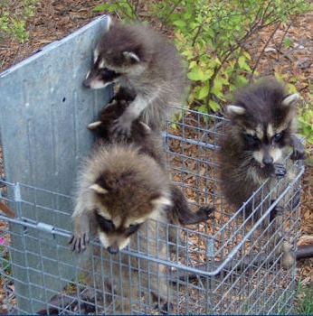 Three young raccoons escaping a trap