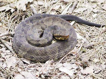 Cottonmouth Snake - Aquatic. Black or with dark, obscured patterning. Dark stripe from nostril to neck. Labial scales lighter and without vertical bars. Heat-sensing pits.