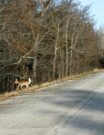 Deer on shoulder of roadway after crossing