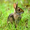 Rabbit image by Stephen Kirkpatrick USDA NRCS