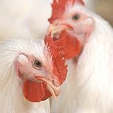 Headshot picture of two white Leghorn chickens 