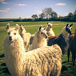 Picture of llamas