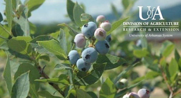 blueberry plant with university of arkansas cooperative extension service logo