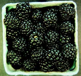 'Arapaho' | University of Arkansas Patented Blackberries