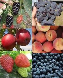 Fruits & Nuts | Commercial Horticulture | Arkansas Extension