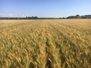 Wheat Ready to Harvest