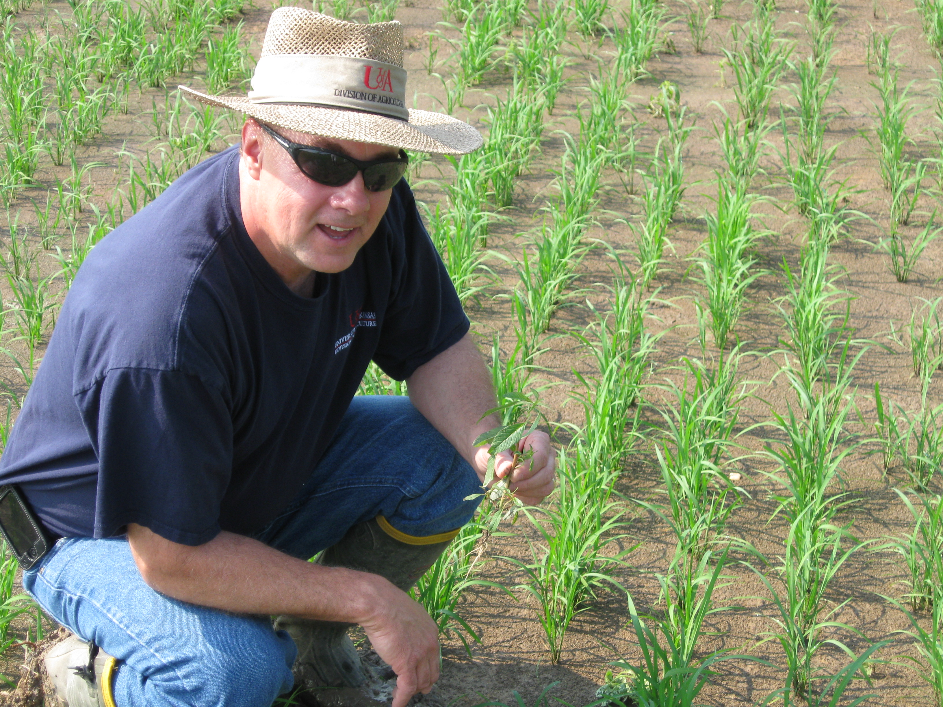 Southern coordinator Ralph Mazzanti scouting for weeds in Verification rice field
