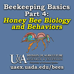 Beekeeping Basics Part 4: Honey Bee Biology and Behaviors 