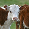 Livestock Handling Safety