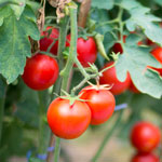 tomato gardening