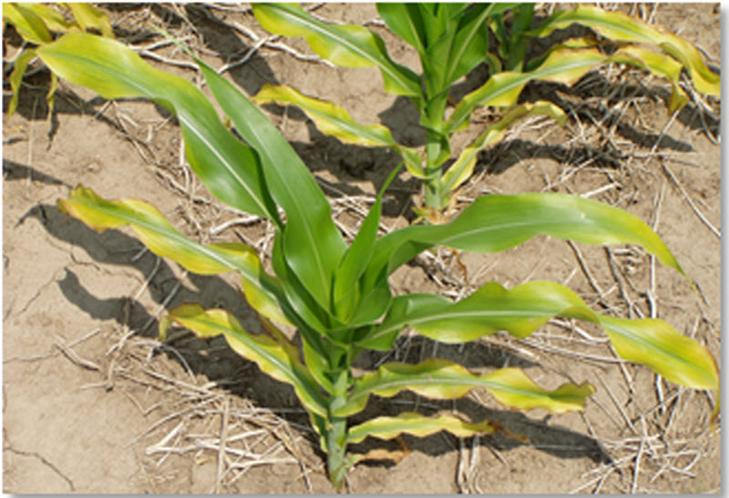 Nitrogen deficiency on corn