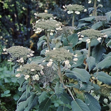 Picture of H. a. 'Robusta' flowers and bush