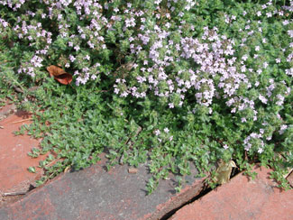 Picture of Creeping Thyme.