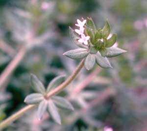 Picture closeup of Field Madder stem and tiny pink flowers.