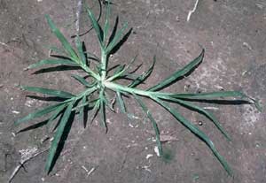 Picture closeup of Goosegrass plant.  View is from top.