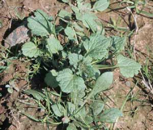 Picture closeup of young Henbit plant.