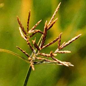 Picture closeup of multi-branched Purple Nutsedge seed head.