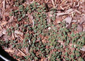 Picture of patch of Spotted Spurge growing in container.