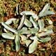 Thumbnail picture of Purple Cudweed.  Select for larger image.