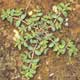 Thumbnail picture of Spotted Spurge.  Select for larger images.