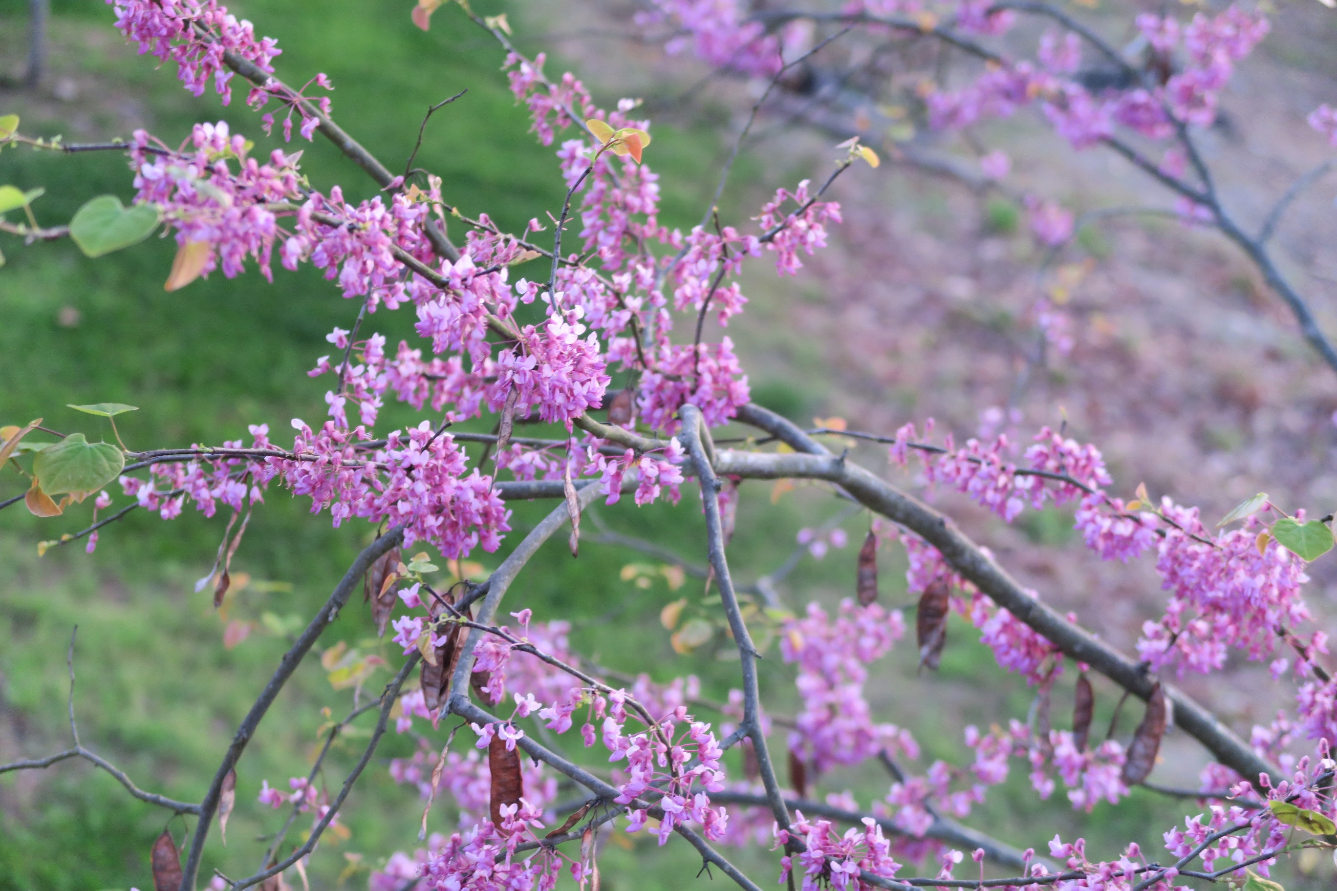 Picture of redbud tree