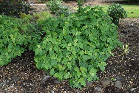 Hydrangea quercifolia 'Pia'