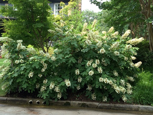 Hydrangea quercifolia quercifolia plant