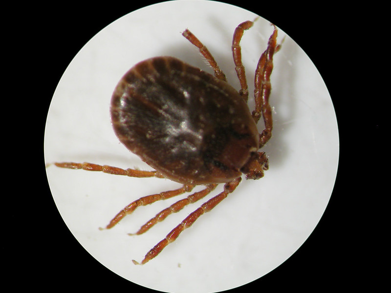ALT Asian Longhorned tick