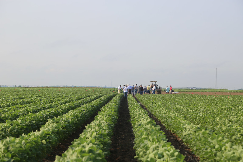 People standing in a soybean field